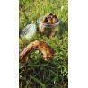 Cou de poulet