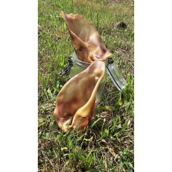 Oreille de boeuf - Com' Educ