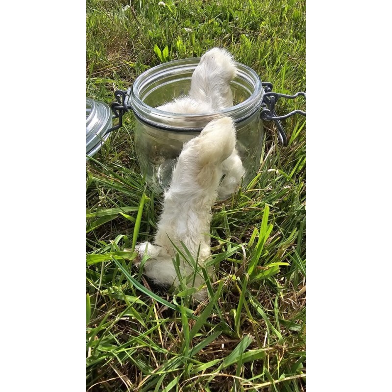 Pied de lapin avec fourrure pour chien | Friandise naturelle Com’ Educ’