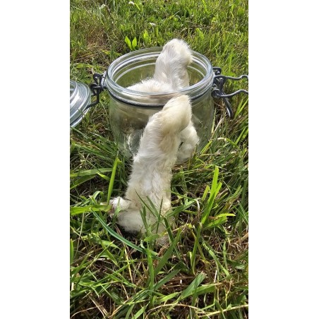 Pied de lapin avec fourrure pour chien | Friandise naturelle Com’ Educ’