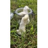 Pied de lapin - Com' Educ