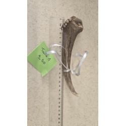 bois de cerf pour chien mastication naturelle