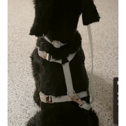 Collier Lunar Glow Phosphorescent pour Chien – Confort & Sécurité