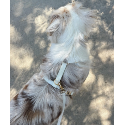 Laisse Phosphorescent – L’élégance du jour, la sécurité de la nuit.