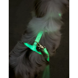 Laisse Phosphorescent – L’élégance du jour, la sécurité de la nuit.