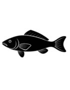 Poisson